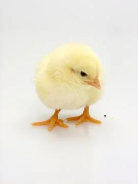 Chick on a white background Stock Photos