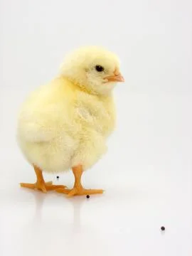 Chick on a white background Foto stock