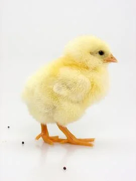 Chick on a white background Foto stock