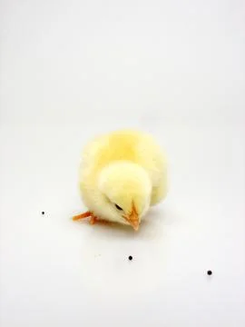 Chick on a white background Foto stock