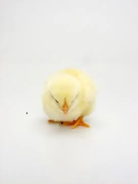 Chick on a white background Foto stock