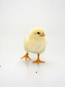 Chick on a white background Foto stock