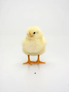 Chick on a white background Stock Photos