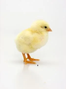 Chick on a white background Foto stock