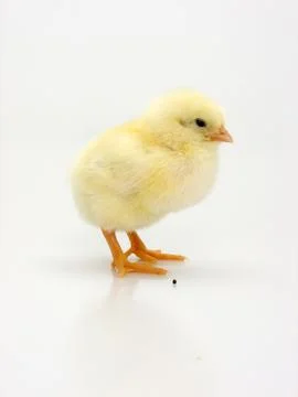 Chick on a white background Foto stock