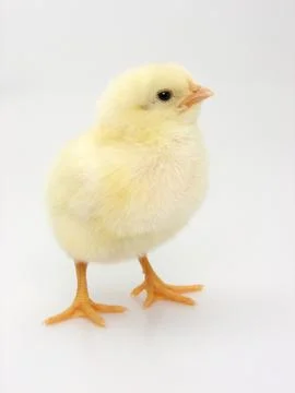 Chick on a white background Foto stock