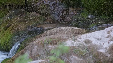 Chick of White throated dipper calls adults because hungry (Cinclus cinclus) Stock Footage 337923925