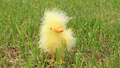 Chick in the wind Vídeos de archivo 8524581