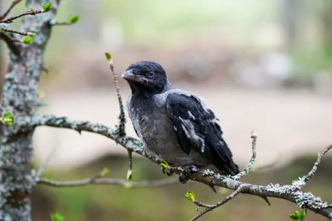 Chick young crows closeup Stock Photos