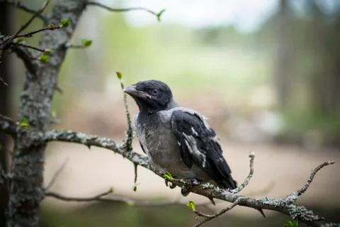 Chick young crows closeup Stock Photos