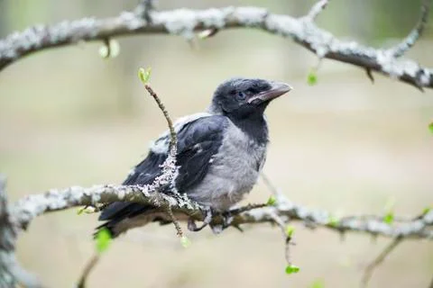 Chick young crows closeup Stock Photos