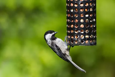 Chickadee and Bird Feeder Stock Photos