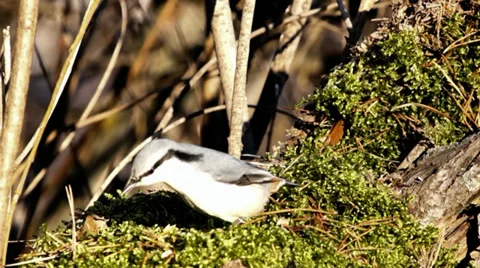 Chickadee and nuthatch Stock Footage 35597600