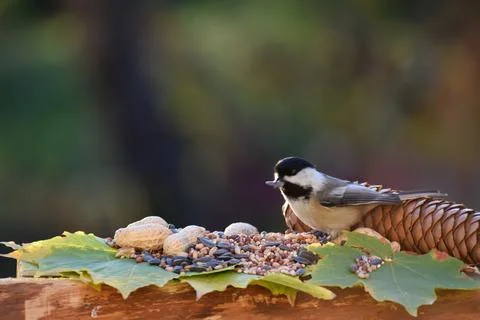 A chickadee bird at the feeder Stock Photos