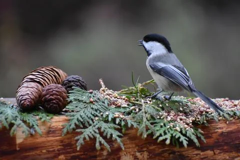 A chickadee bird at the feeder Stock Photos