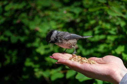 Chickadee bird on the hand Foto stock