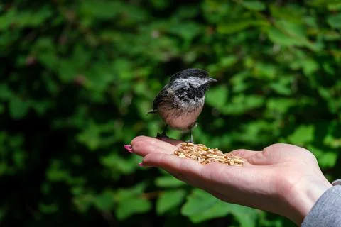Chickadee bird on the hand Foto stock