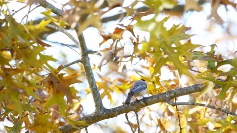 Chickadee bird on oak tree branch in Virginia with wind on autumn foliage leaves Stock Footage 130073707