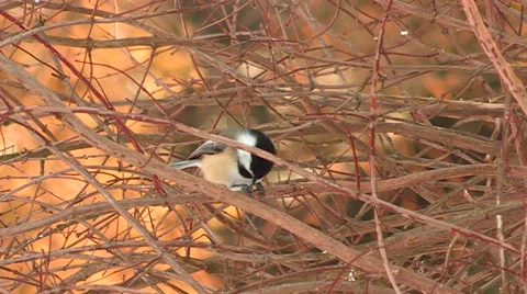 Chickadee Bird Perched on Bush breaking a sunflower seed Video stock 47969676