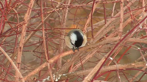 Chickadee Bird Perched eating Sunflower seed Stock Footage 47970133