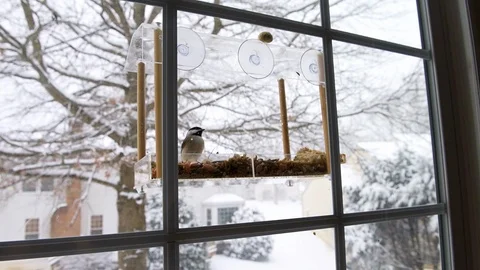 Chickadee bird perched on plastic window feeder during snowy winter Stock Footage 104562111