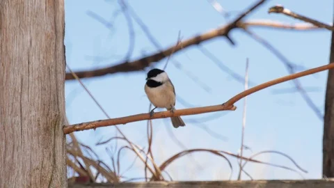 Chickadee bird perched in tree Stock Footage 105628080