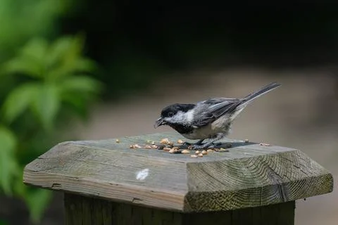 Chickadee bird Foto stock
