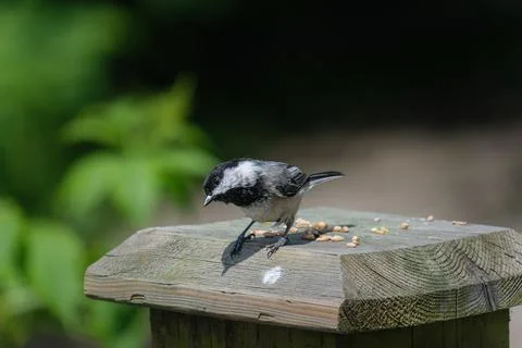 Chickadee bird Foto stock