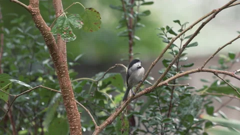 Chickadee bird in a rain storm, 4K nature Stock Footage 191646239