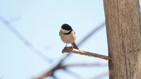 Chickadee bird on a stick Stock Footage 105618634