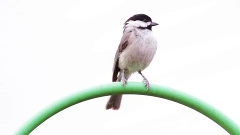 Chickadee bird on top of a pole. Stock Footage 75588494