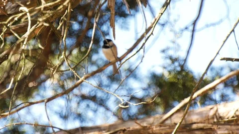 Chickadee bird in a tree Stock Footage 105625157