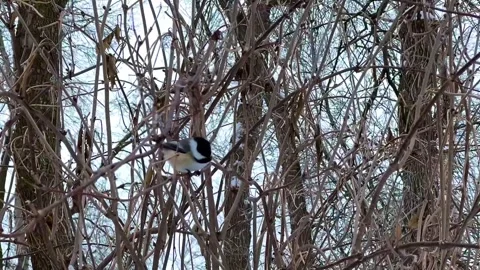 Chickadee Bird On Winter Branches Stock Footage 325829847