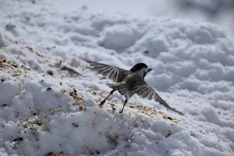 A chickadee bird in winter Stock Photos