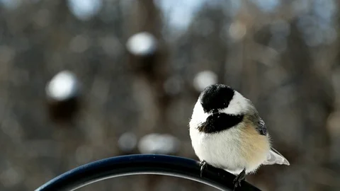 Chickadee black capped, Poecile atricapillus, single bird perched on pole. Stock Footage 104624635