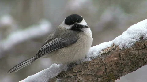 Chickadee On Branch 動画素材 523844