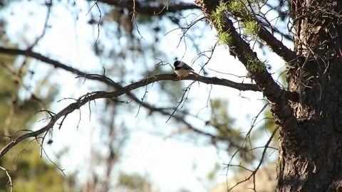 Chickadee on Branch Vídeo Stock 79589766