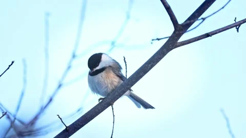 Chickadee on a branch. Vídeo Stock 332506074