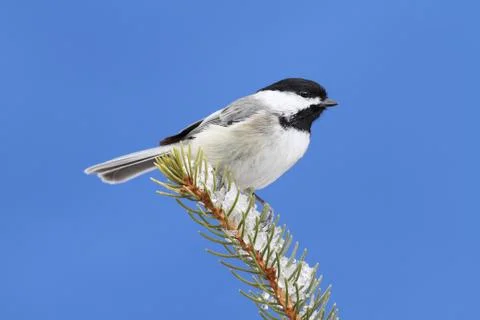 Chickadee on a branch Stock Photos