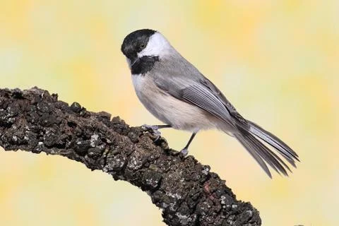 Chickadee on a branch Stock Photos