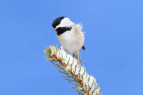 Chickadee on a branch Stock Photos