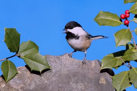 Chickadee on a branch Stock Photos