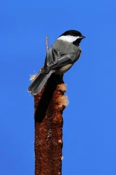 Chickadee on a branch Stock Photos