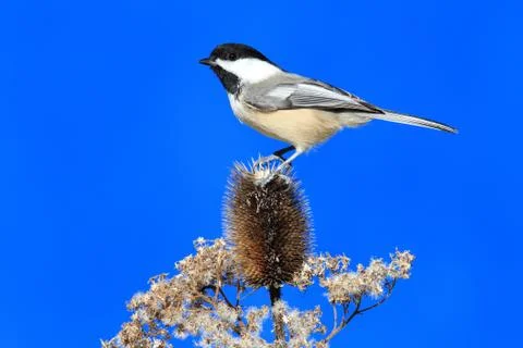 Chickadee on a branch Stock Photos