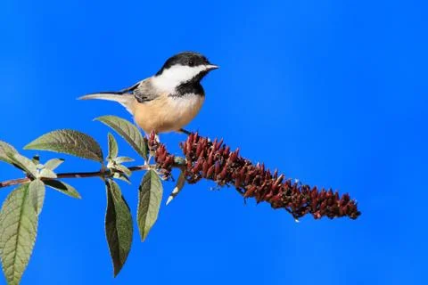 Chickadee on a branch Stock Photos