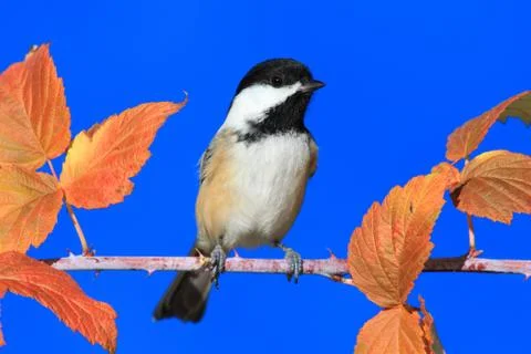 Chickadee on a branch Stock Photos
