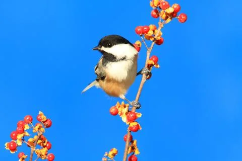 Chickadee on a branch Stock Photos