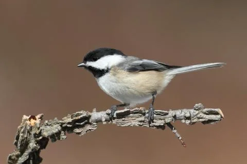 Chickadee on a branch Stock Photos