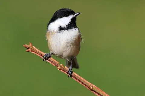 Chickadee on a branch Stock Photos