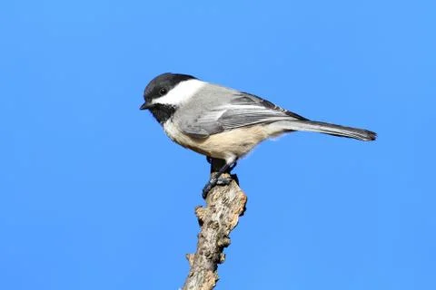 Chickadee on a branch Stock Photos